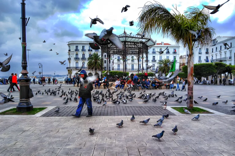 Un grand groupe de pigeons se disperse sur la place des Martyrs d'Alger, bordée de palmiers et de bâtiments néoclassiques, sous un ciel nuageux et dramatique.